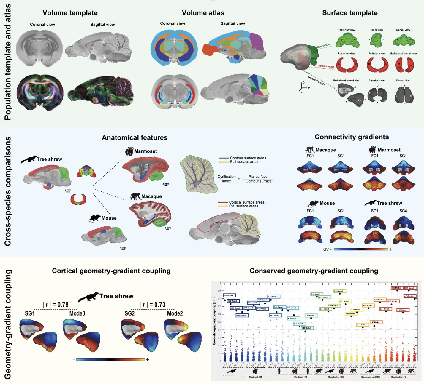 Tree Shrew Brain Atlas