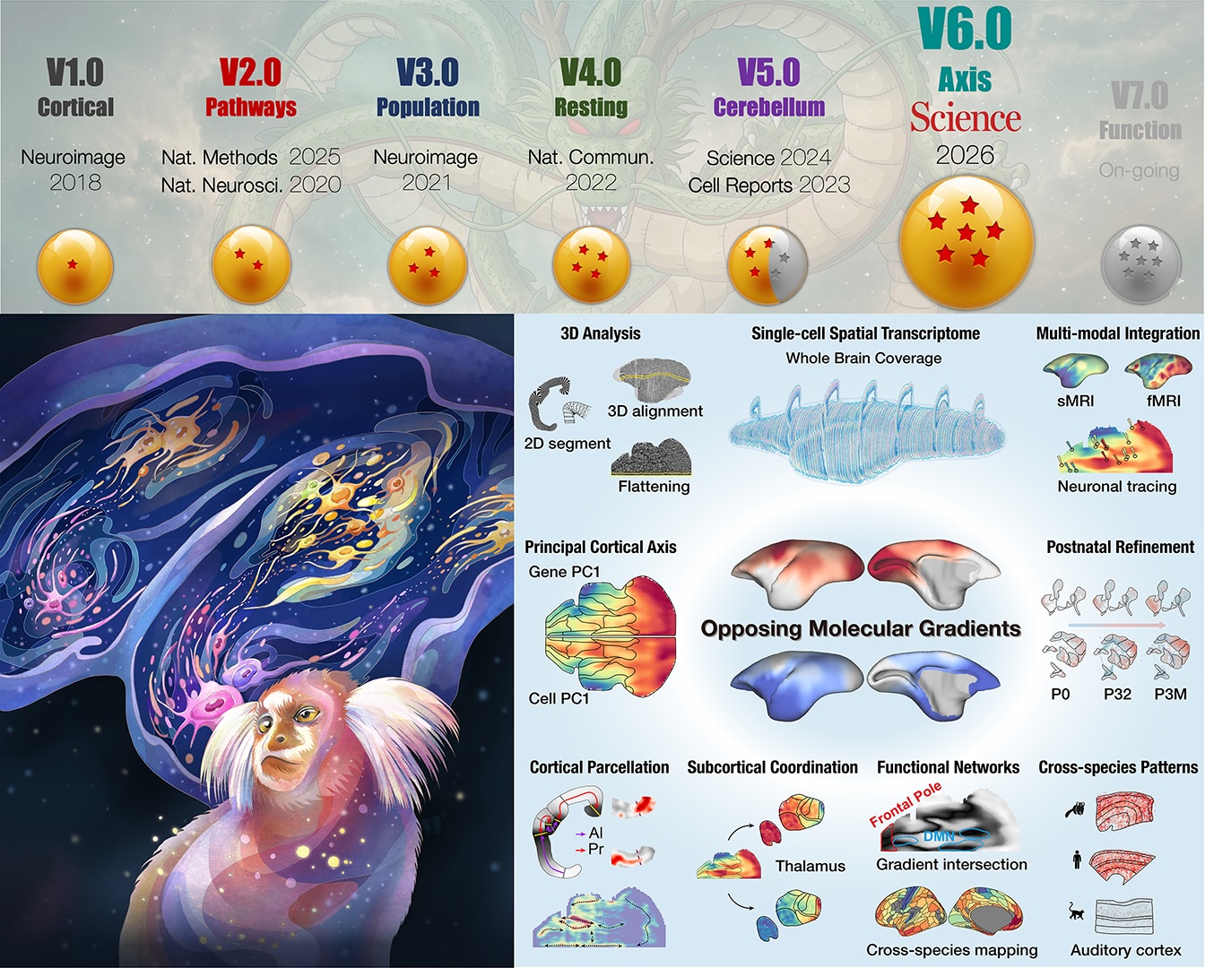 Science 2026 V6.0 banner for An opposing molecular gradient axis underlies primate cortical organization